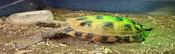Tortoise reptiles for sale: Horsefield Tortoise - Female in Eastleigh - Advert 1