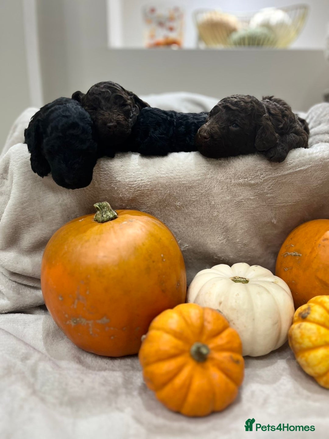 Mini Goldendoodle dogs for sale: Miniature goldenoodle puppies - Image 9