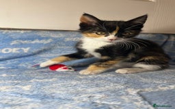 Mixed Breed cats for sale: 3 Lovely Kittens - Image 19