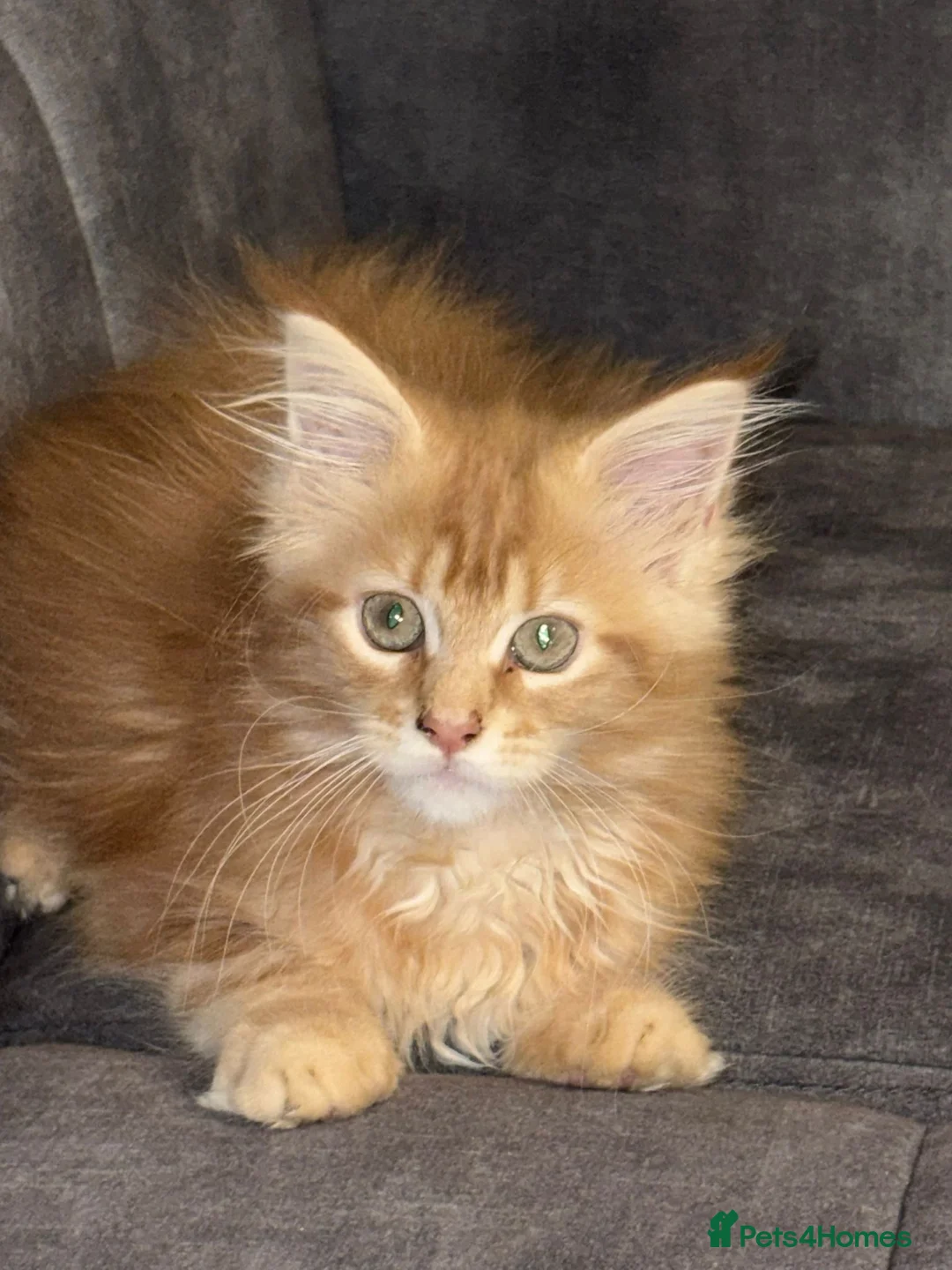 Maine Coon cats for sale: 3 Maine Coon for sale - Advert 6