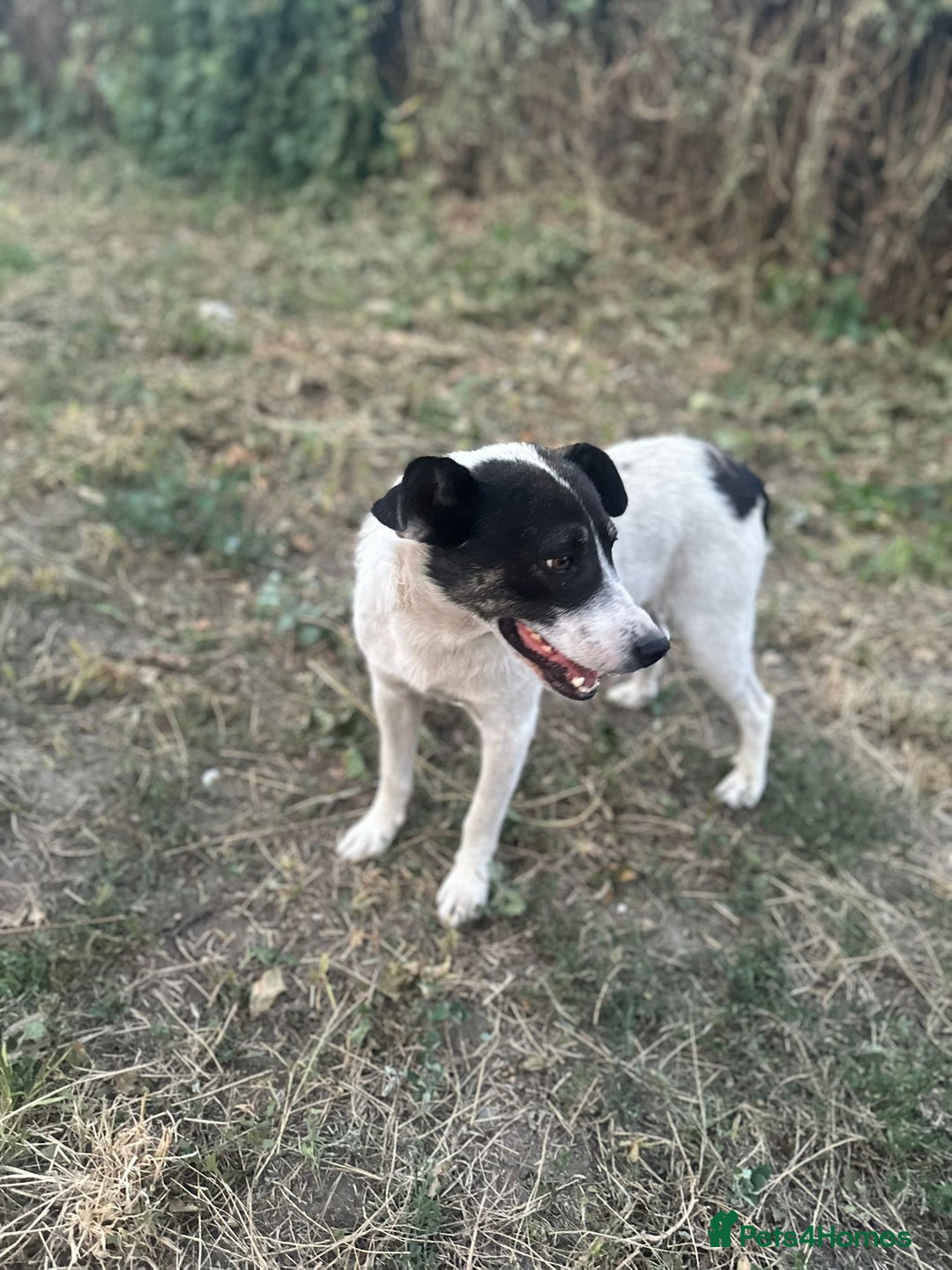 Mixed Breed dogs for adoption: PATROCLE – a Lovely boy for a Loving Home - Image 23