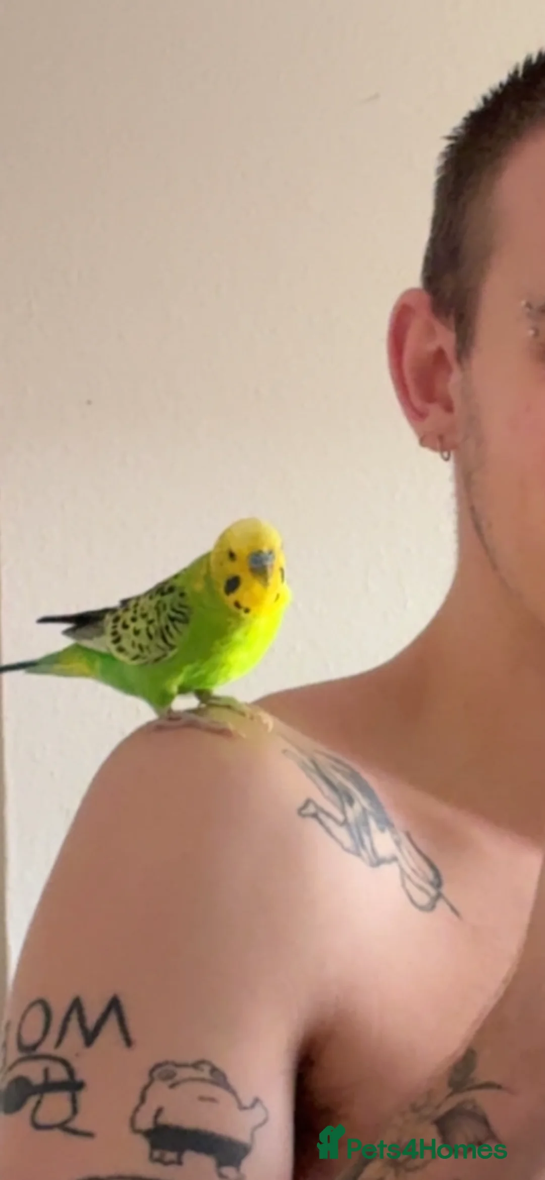 Budgerigars birds for sale: Friendly Male Budgie for sale - Advert 1