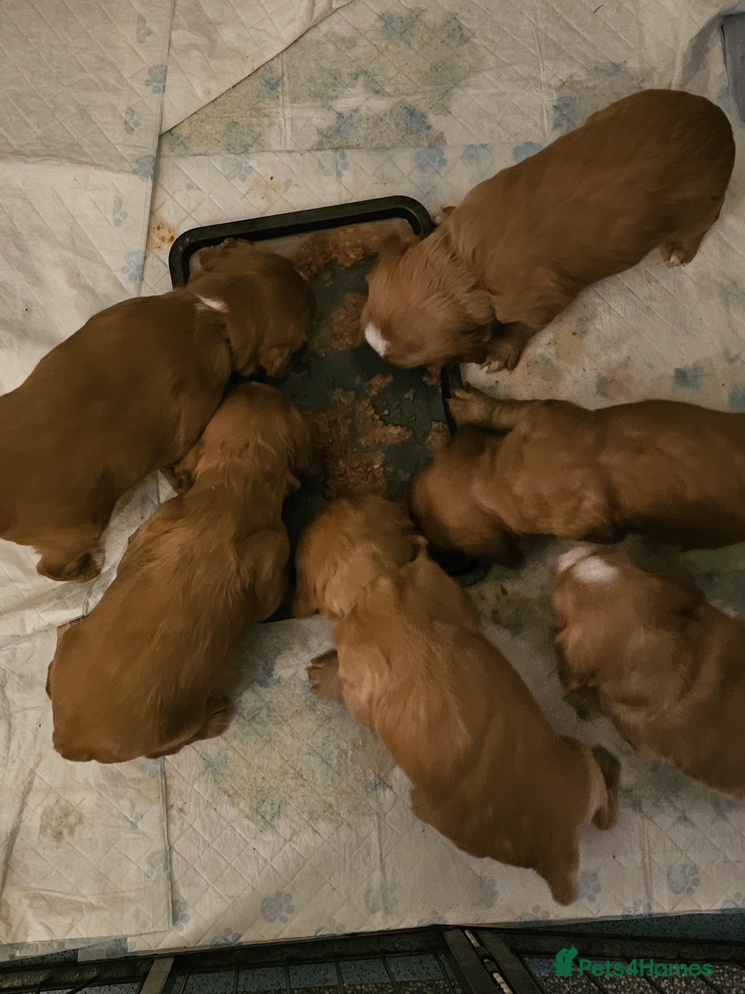 Cocker Spaniel dogs for stud:  Kc registered Cocker spaniel stud - Advert 2