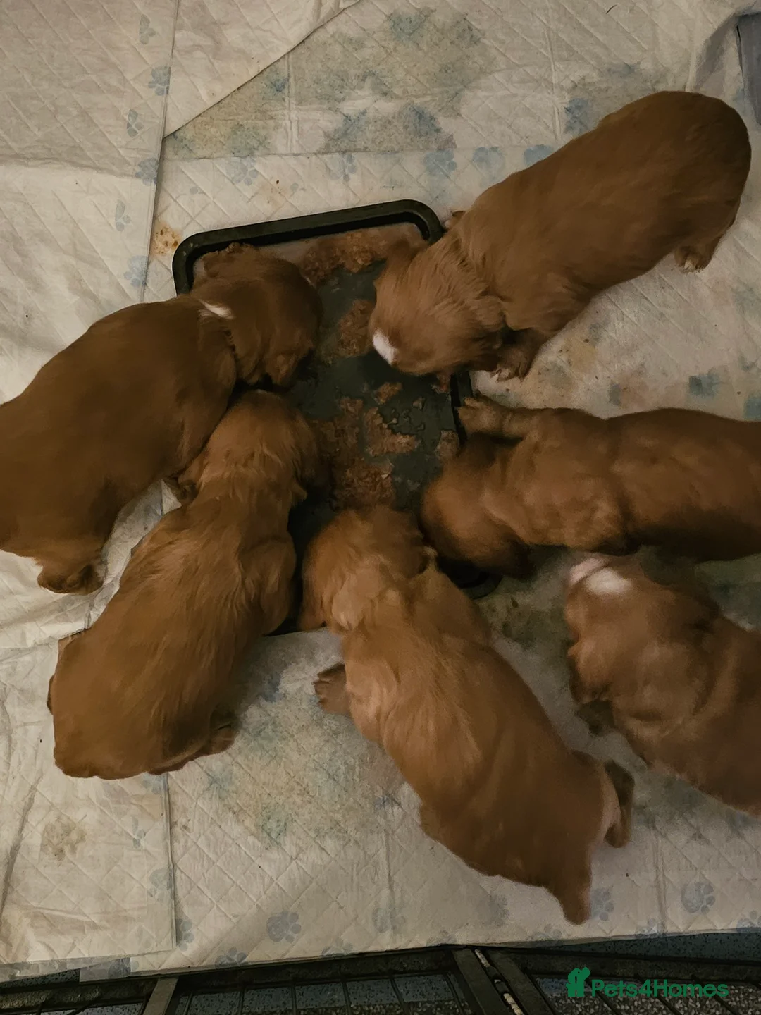 Cocker Spaniel dogs for stud:  Kc registered Cocker spaniel stud - Advert 2