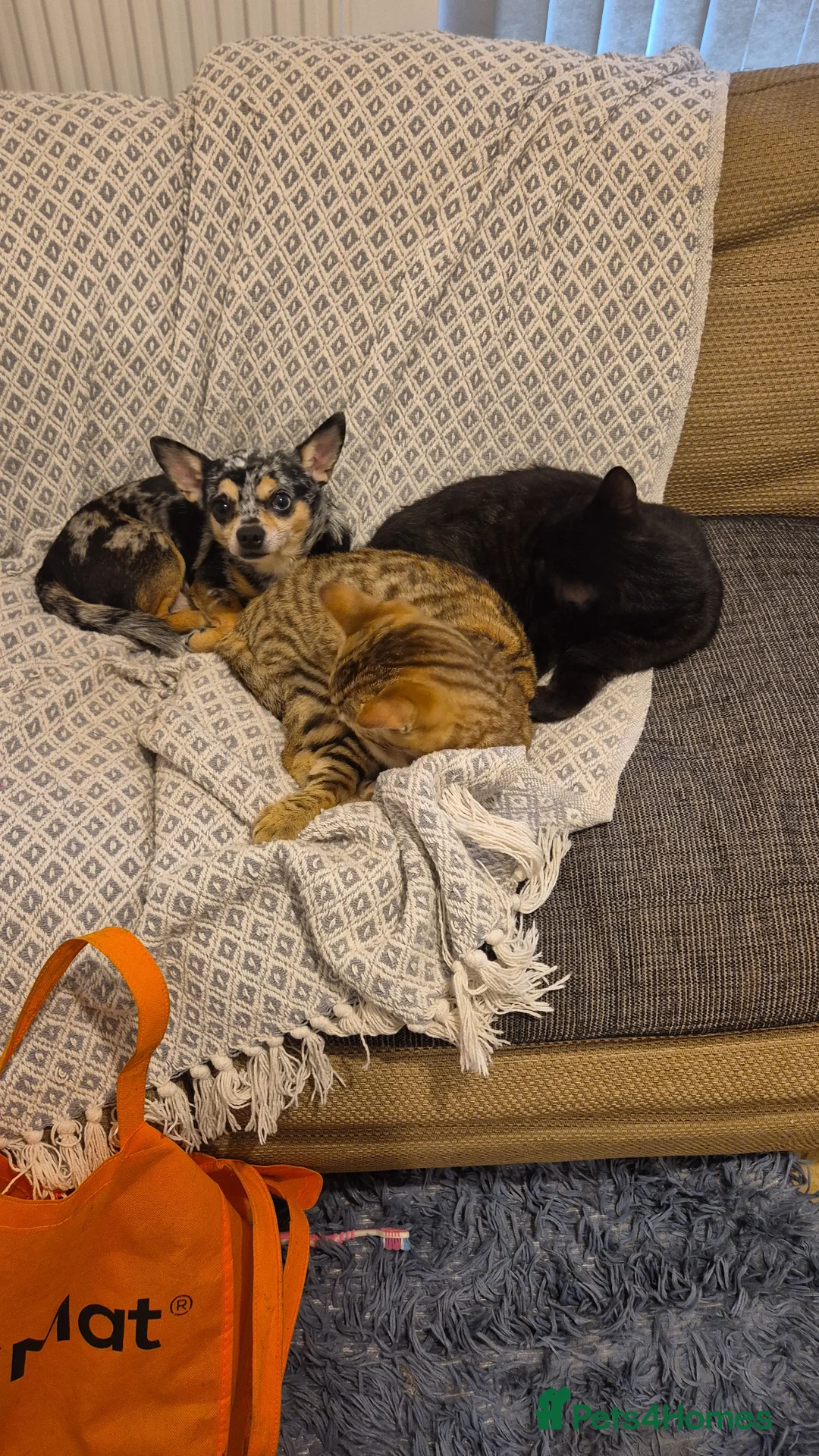 Chihuahua dogs for stud: Blue Merle Chihuahua for Stud in Bordon - Advert 2