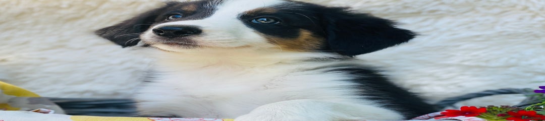 Border Collie Puppy 8