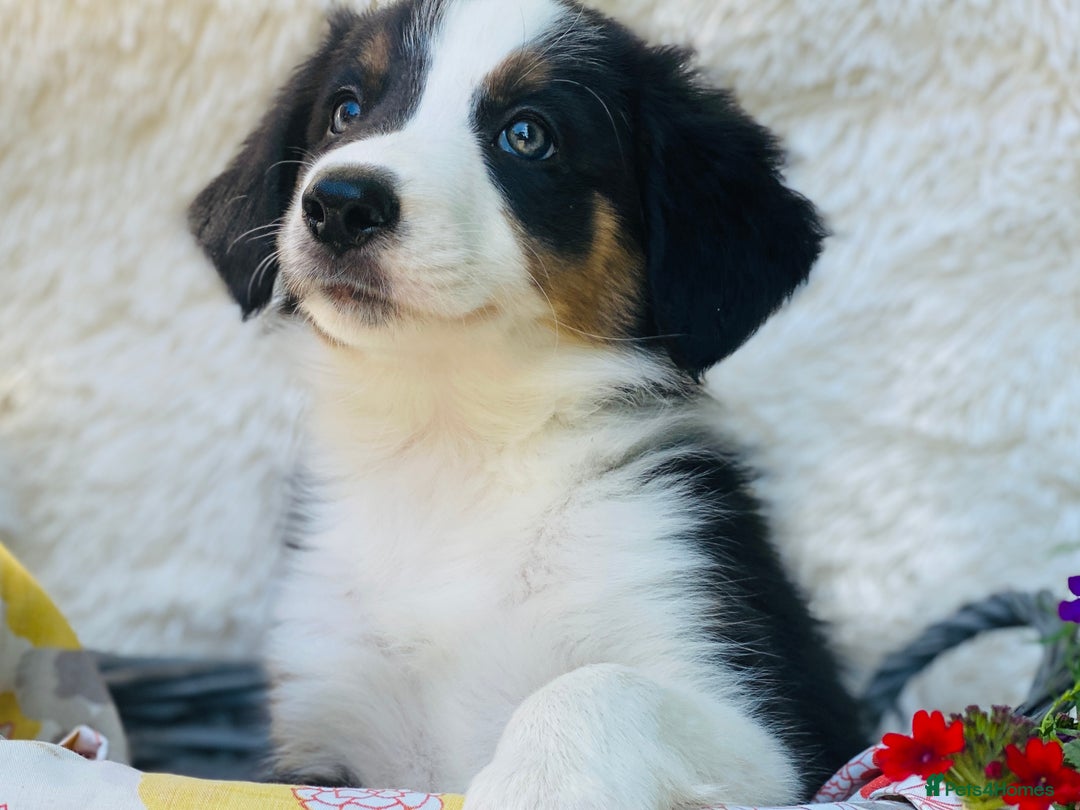 Border Collie dogs for sale: KC Reg Border Collie Puppies Health Tested Parents - Image 8
