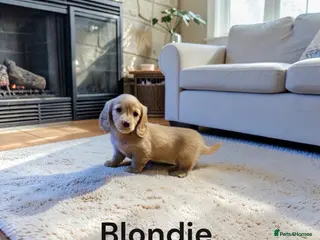 Miniature Dachshund dogs Cream dachshund - Advert 1