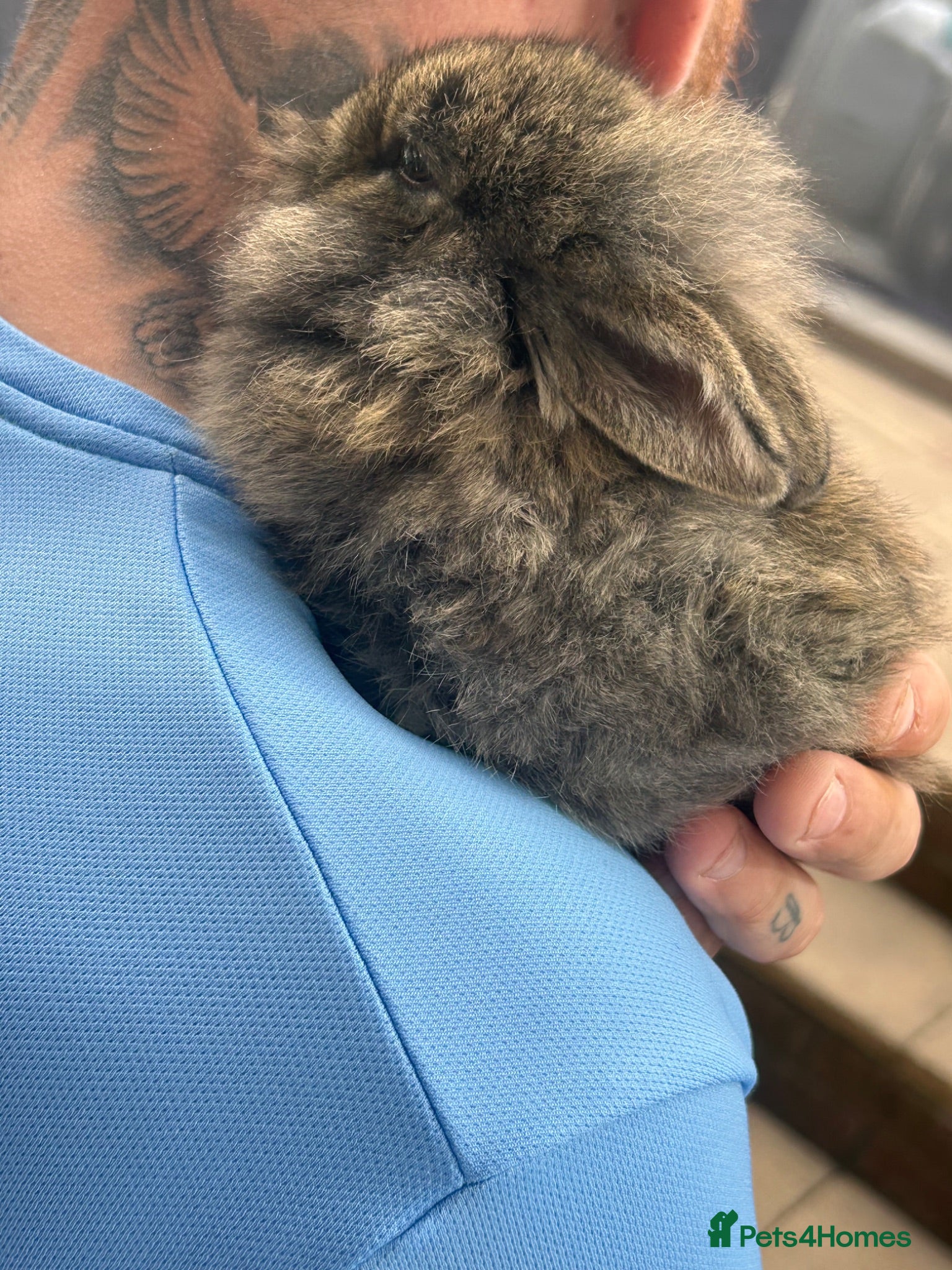 Lionhead rabbits 2 baby female rabbits, lionhead/harliquin.  - Advert 13