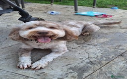 Sproodle dogs for sale: 9 week old male Merle Sproodle - Advert 6