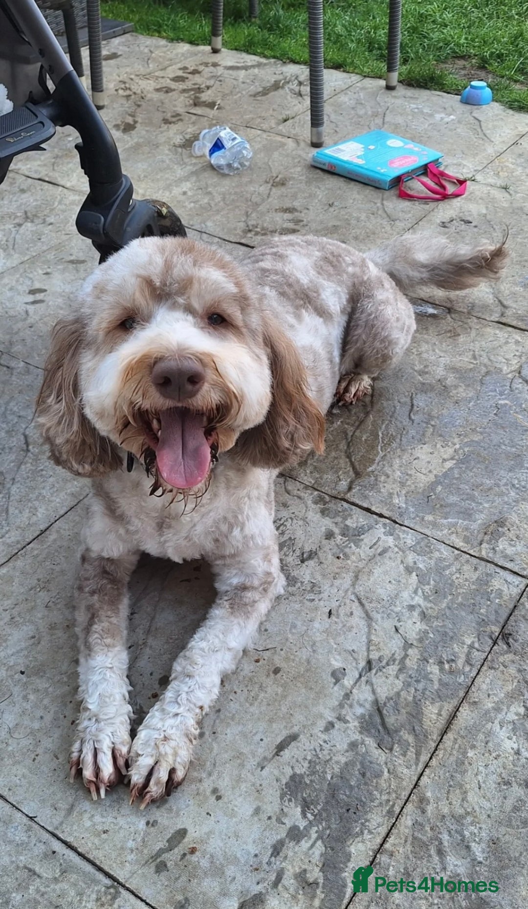 Sproodle dogs for sale: 9 week old male Merle Sproodle - Advert 6