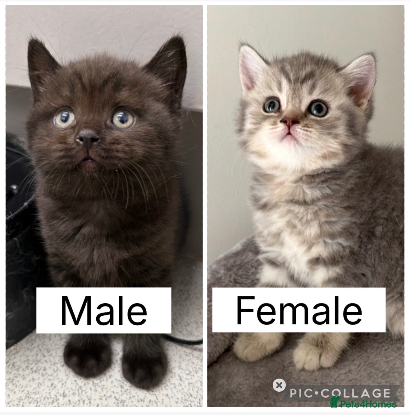 Scottish Fold cats Beautiful Scottish Straight kitten  - Advert 6