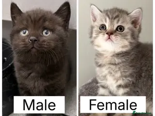 Scottish Fold cats Beautiful Scottish Straight kitten - Advert 6