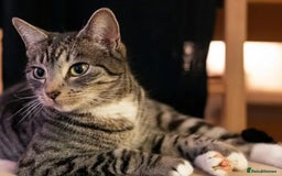 Domestic Shorthair cats for sale: Female kitten for sale - Image 4