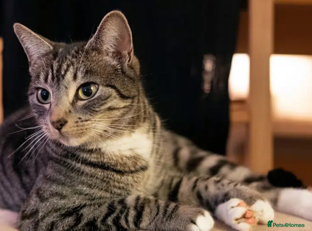 Domestic Shorthair cats for sale: Female kitten for sale - Image 4