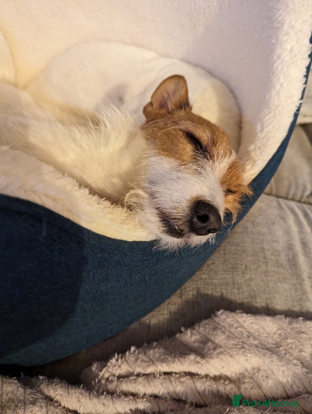 Jack Russell dogs for sale: Friendly Jack Russell  - Image 1