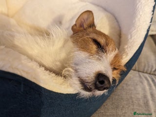 Jack Russell dogs for sale - Advert 1