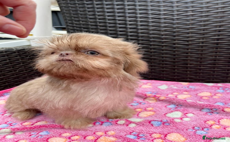 Shih Tzu dogs - Advert 1