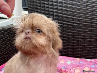 Shih Tzu dogs - Advert 4