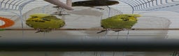 Budgerigars birds for sale: Couple Crested budgies  - Advert 8