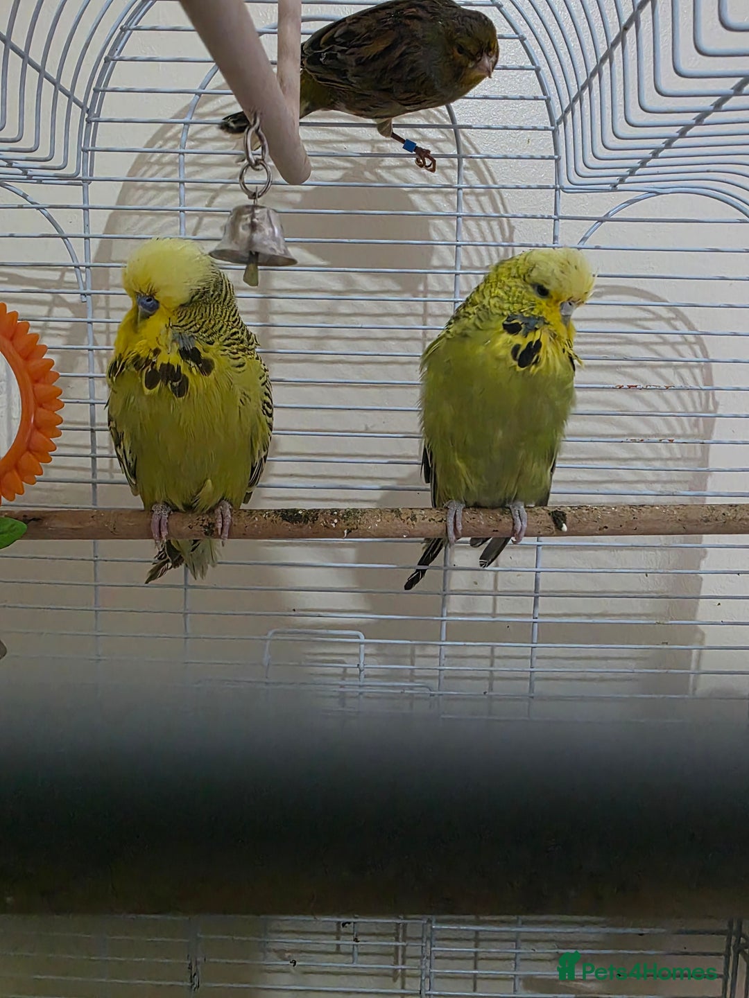Budgerigars birds for sale: Couple Crested budgies  - Advert 8