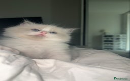 Ragdoll cats for sale: 😍 RARE BLUE LYNX POINT BICOLOR ENTIRE MALE 😍 - Image 10