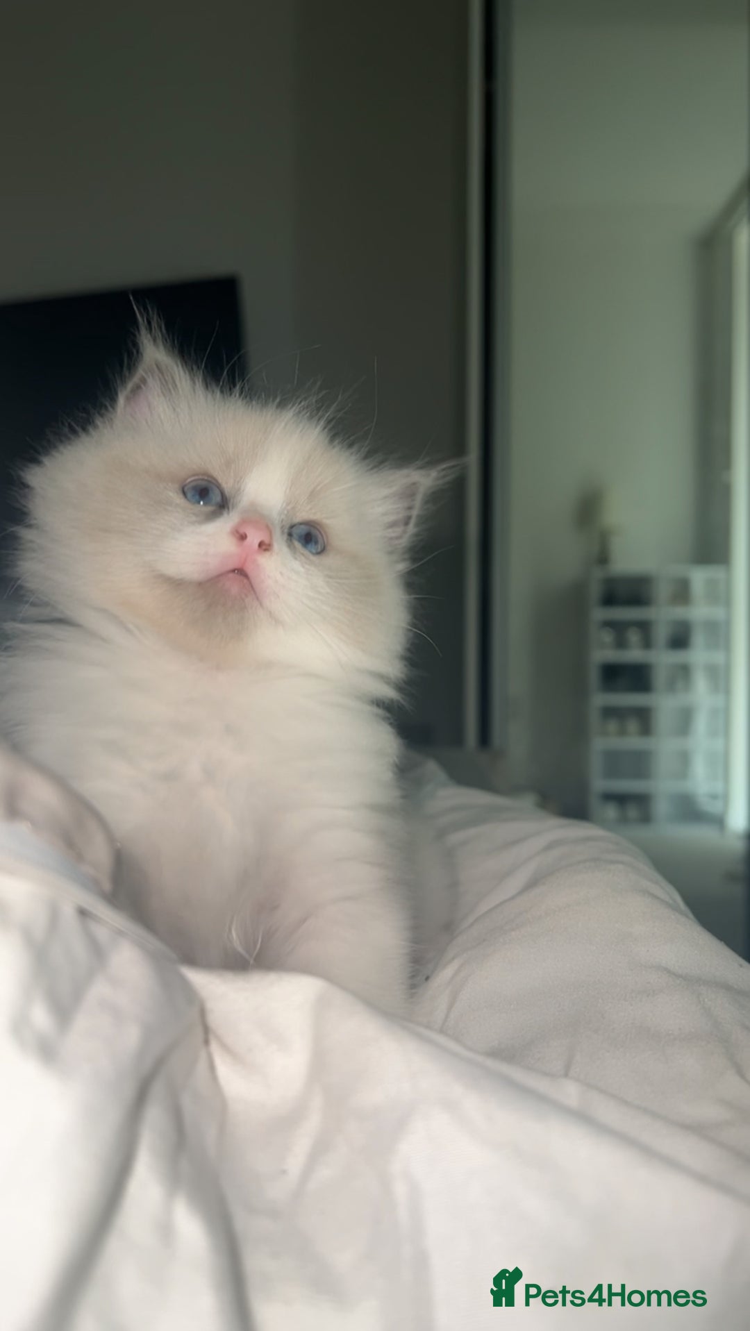 Ragdoll cats for sale: 😍 RARE BLUE LYNX POINT BICOLOR ENTIRE MALE 😍 - Image 10