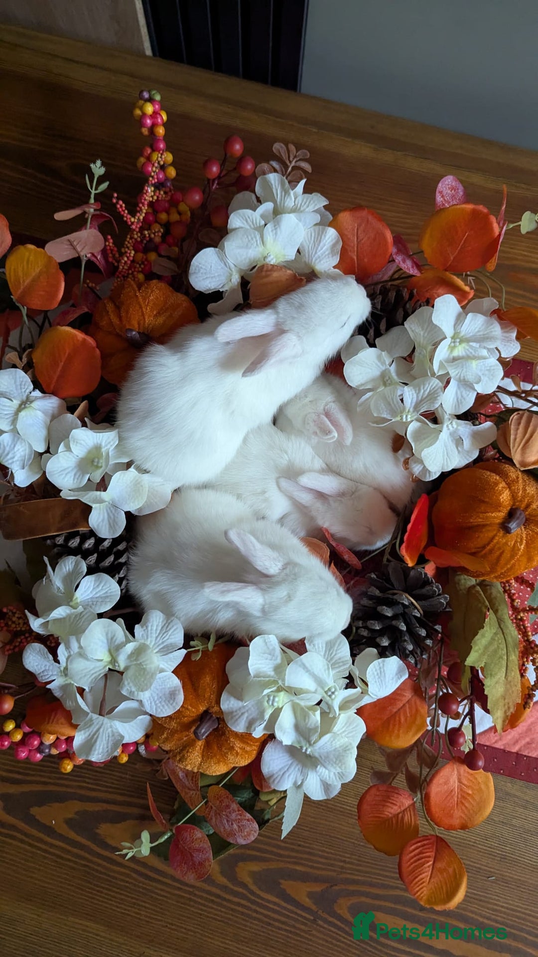 Mixed Breed rabbits for sale: Three white baby rabbits for sale - Image 4