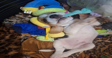 Beagle dogs Beagle puppies 🐶 🐶 🐶 🐶 🐶 🐶 🐶  - Advert 5