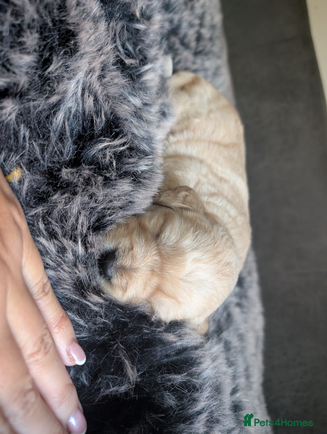 Labradoodle dogs for sale: F1 Labradoodle puppies  - Image 7