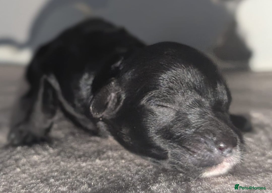 Cavapoochon dogs for sale: Rare Cavapoochons Home Raised PRA clear - Advert 22