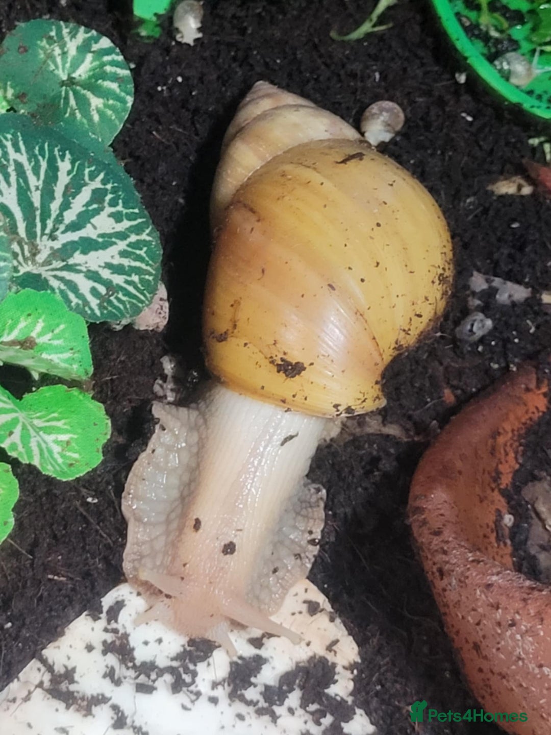 Snails invertebrates for sale: Giant African Snails - Image 3