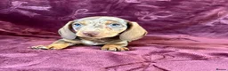 Miniature Dachshund dogs for sale: KC MINIATURE DACHSHUND PUPPIES  - Advert 19