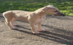 Whippet dogs for sale: Whippet pups ready now  - Image 18