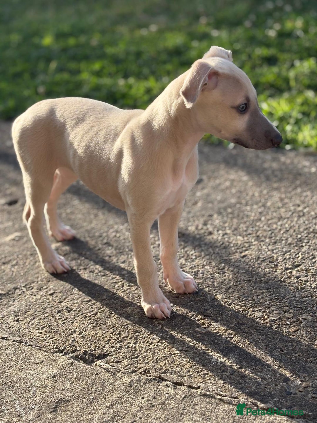 Whippet dogs for sale: Whippet pups ready now  - Image 18