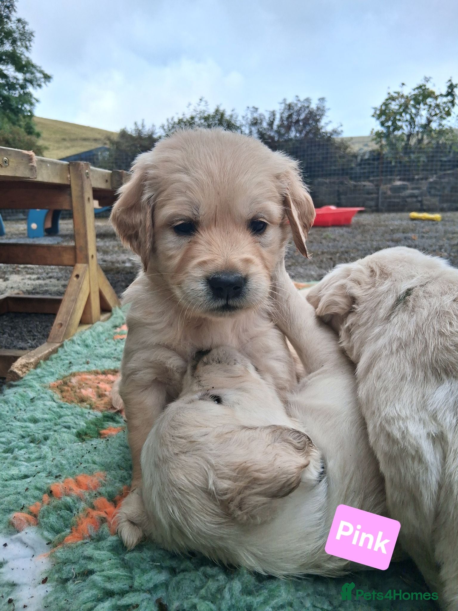Golden Retriever dogs Female Golden Retrievers - Ready Sept 6th - Advert 14