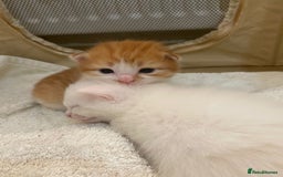 Domestic Shorthair cats for sale: Beautiful kittens  - Image 10