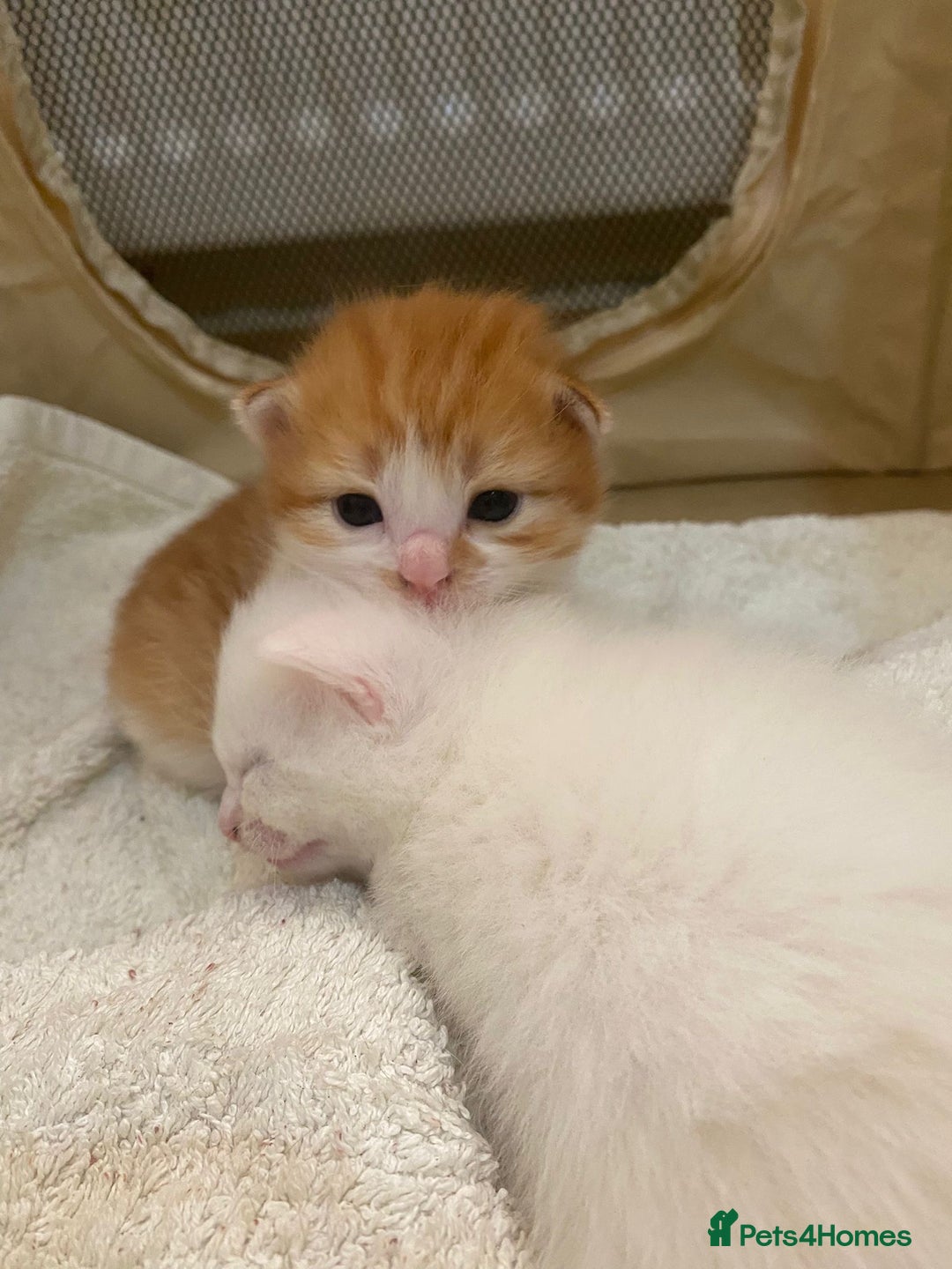 Domestic Shorthair cats for sale: Beautiful kittens  - Image 10