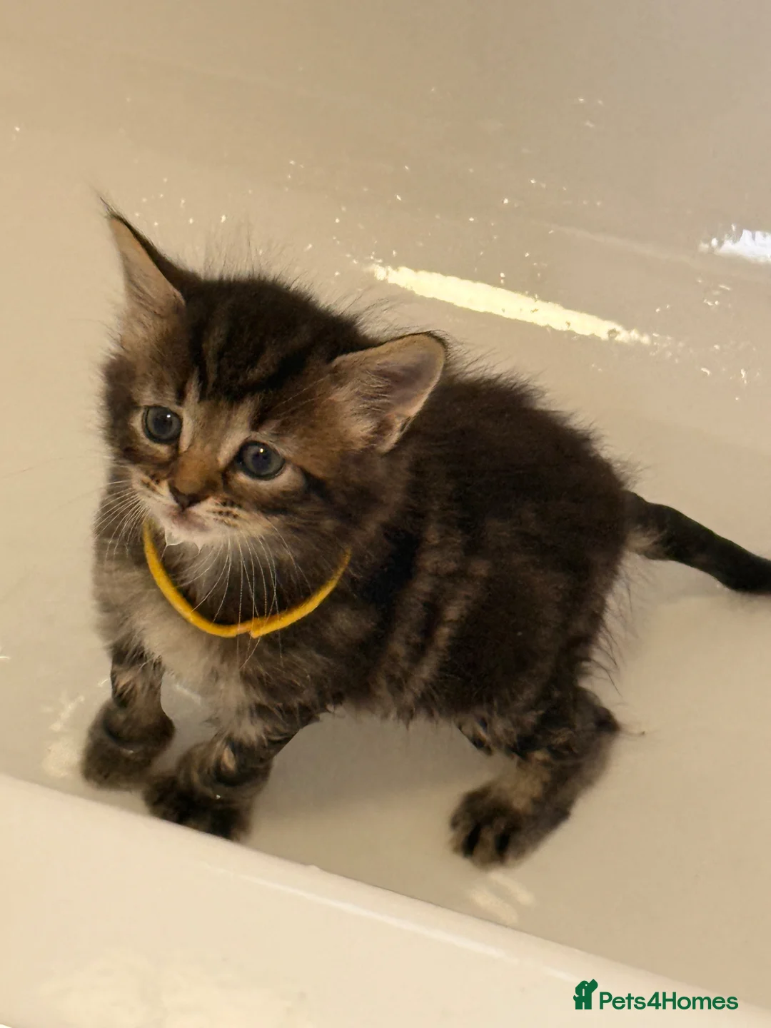 Mixed Breed cats for sale: Beautiful 7 kittens looking for forever homes - Advert 41