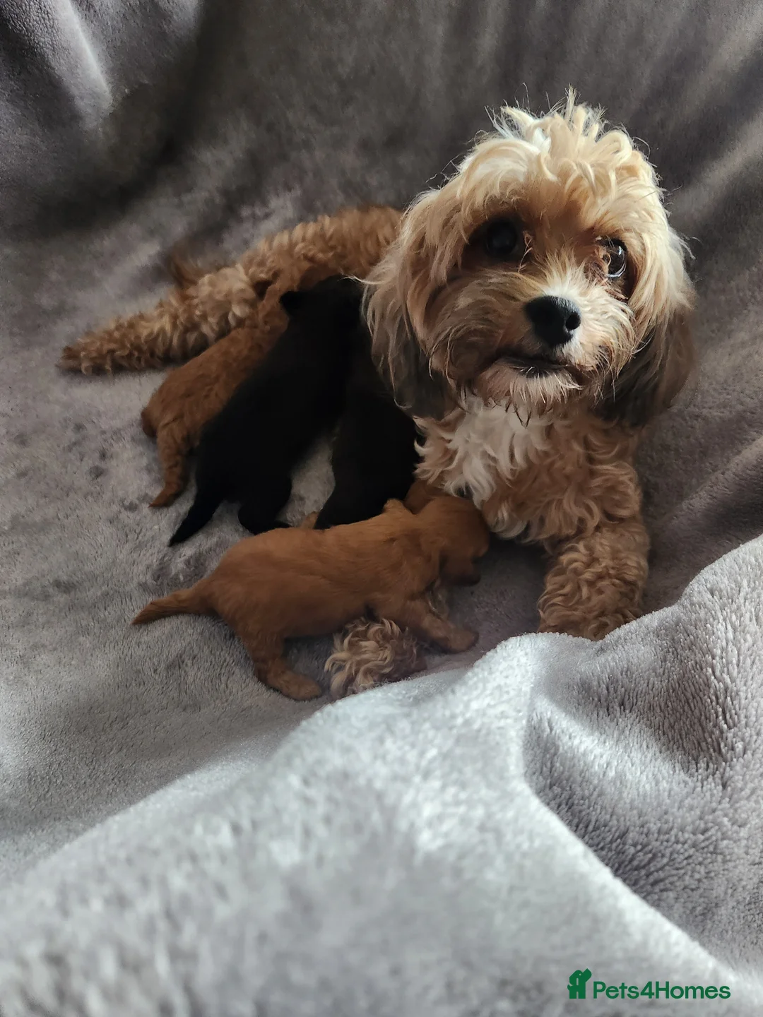 Lhasapoo dogs for sale: 🐶 Peach – 5 Year Old Lhasapoo– Loving Home Needed - Advert 10