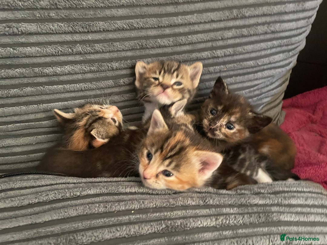 Mixed Breed cats for sale: 1 Gorgeous Tortoiseshell Left! - Image 5