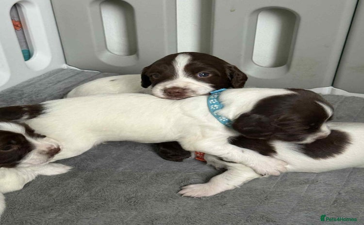 English Springer Spaniel dogs - Advert 4