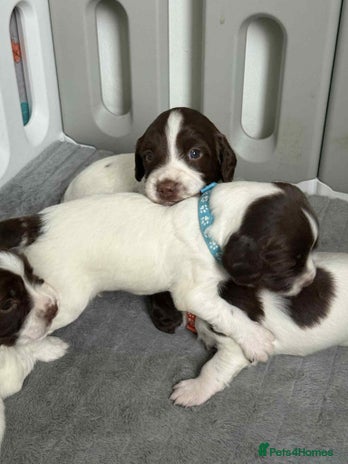 English Springer Spaniel dogs - Advert 1