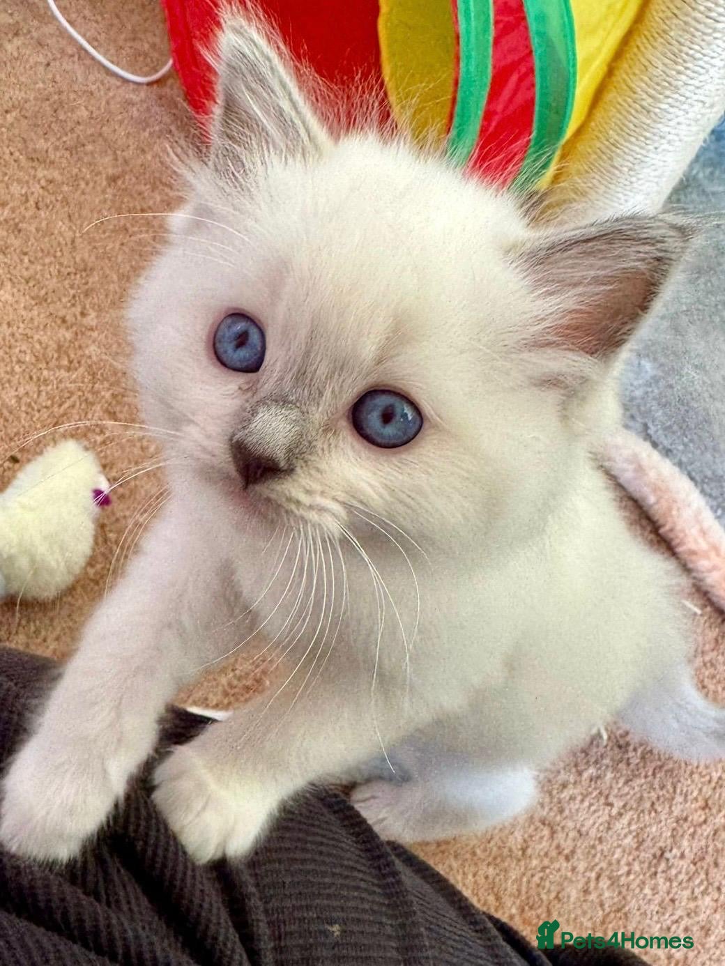 Ragdoll cats Beautiful Registered Ragdoll Kittens Available  - Advert 8