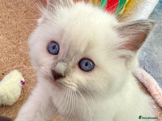 Ragdoll cats Beautiful Registered Ragdoll Kittens Available - Advert 8