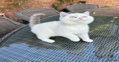 British Shorthair cats - Advert 14
