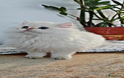 British Longhair cats for sale: ‼️🐾😍Colourpoint purebred BLH😻1 Left 🐱 - Advert 3