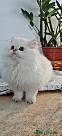 British Longhair cats - Advert 2