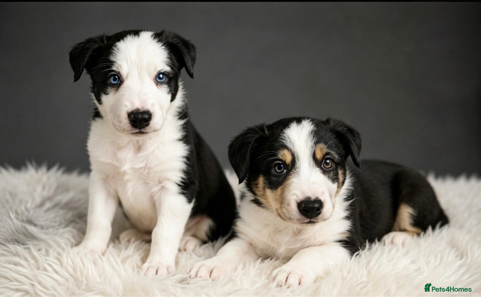 Border Collie dogs Well brought up border collie puppies  - Advert 2
