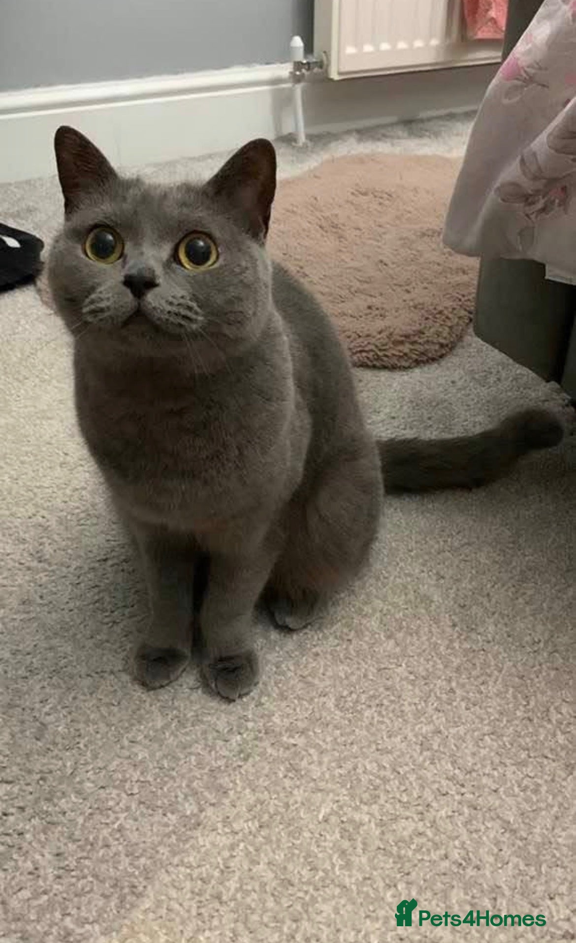 British Shorthair cats British blue shorthair female cat  - Advert 1